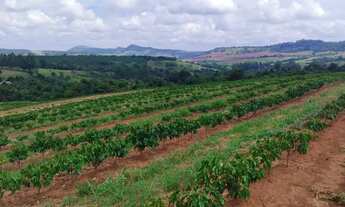 Imagem 2: Sítio 55 mil pés de café mecanizaveis