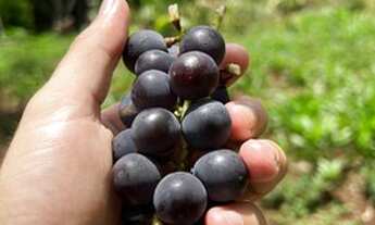 Imagem 3: Três Coroas , Cachoeira dentro da propriedade 4ha 369 mil