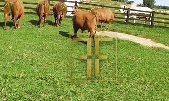 Imagem 6: Fazenda 300 Alqueires, Goianésia, GO