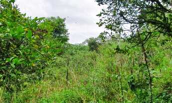 Imagem 4: Excelente área de terra com 4 hectares localizada no interior de Monte Belo do Sul / RS