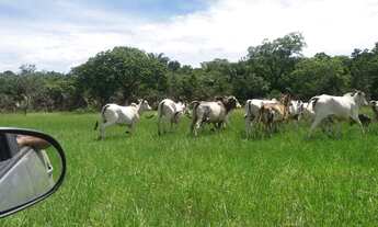 Imagem 3: Fazenda para Venda em Nova Crixás