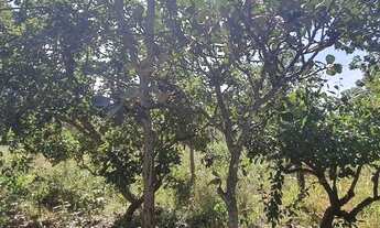 Imagem 7: Fazenda/Sítio/Chácara para venda tem 10000 metros quadrados em Planaltina - Brasília - DF