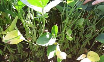 Imagem 5: Fazenda para Venda em Mineiros, Mineirinho