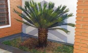 Imagem 2: Casa - Ribeirão Preto - Alto do Ipiranga