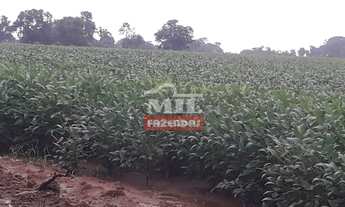 Imagem 7: Fazenda Produtiva em Porangatu-GO / 92 Alq. (445 Há