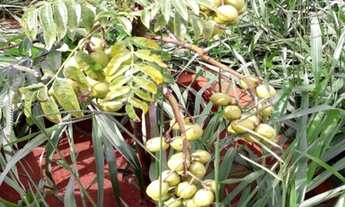 Imagem 7: Que tal aquela casa de campo dentro da cidade? Chácara em Uberlândia - MG com 20.000m² em