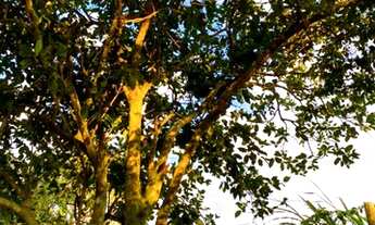 Imagem 6: Fazenda/Sítio/Chácara para venda com 150 metros quadrados com 2 quartos