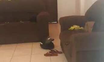 Imagem 5: Vendo casas em Santo Antônio de Jesus