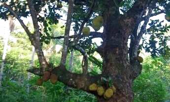 Imagem 6: Vendo sítio em Simões Filho Bahia