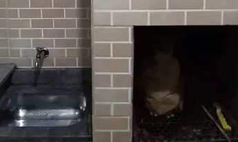 Imagem 6: Apartamento em SÃO JOSÉ DOS PINHAIS