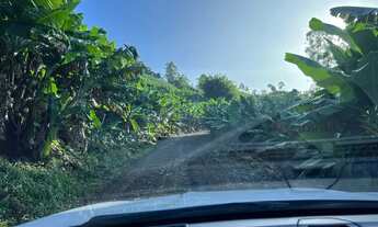 Imagem 6: Vendo Bananal de banana Branca