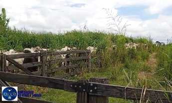 Imagem 4: Vende-se 2 Fazendas em Alto Alegre - Roraima