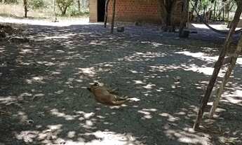 Imagem 2: Vendo um sítio com casinha simples