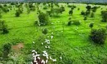 Imagem 2: Fazenda com 981he c/ 650he abertos, 50km de Cuiabá-MT