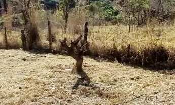Imagem: Oportunidade! Chácara no Valparaíso