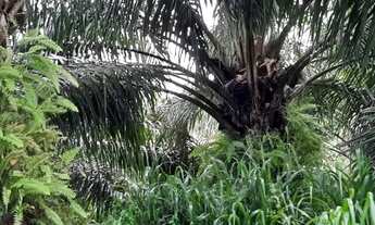 Imagem 2: Fazenda/Sítio/Chácara para venda tem 4500 hectares - Moju - PA