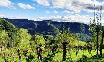 Imagem 5: Área de terras com 6,4 hectares, dos quais 3,0 hectares com videiras