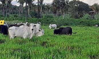 Imagem 2: FAZENDA À VENDA EM CODÓ - MA - DE 8,.583 HECTARES (Dupla Aptidão