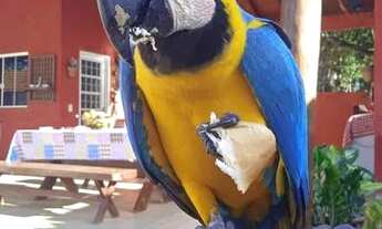 Imagem 5: Vendo rancho em Palmeiras