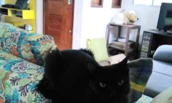 Imagem 2: Casa, 3 quartos, suíte, próximo ao Campo Santo