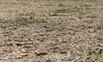 Imagem: Fazenda novo acordo Tocantins