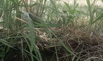 Imagem 4: Chacaras no sítio novo