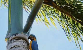 Imagem: Lote barato em Ibiúna com ótima localização