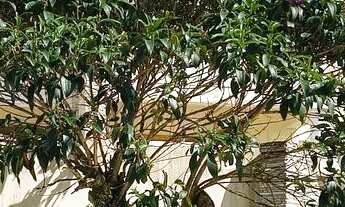 Imagem: MANSÃO EM FRENTE AEROPARQUE