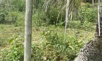 Imagem 6: Terreno com água e energia,5 hectares,28 km Major Prates!!Permuta por casa!!