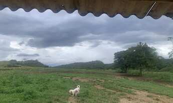 Imagem 6: Alugo pasto para gados e cavalos