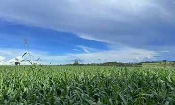 Imagem 4: Fazenda Modelo de 371 Hectares em Acreúna Goiás, Lavoura!!!