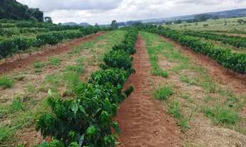 Imagem 6: Sítio 55 mil pés de café mecanizaveis