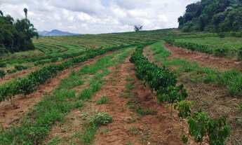 Imagem: Sítio 55 mil pés de café mecanizaveis