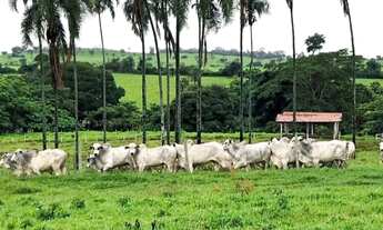 Imagem: Fazenda à venda de 86 alqueires em Guapo-GO