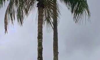 Imagem 7: Terreno em São José de Fruteiras Nova