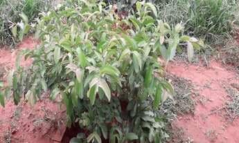 Imagem 5: Que tal aquela casa de campo dentro da cidade? Chácara em Uberlândia - MG com 20.000m² em