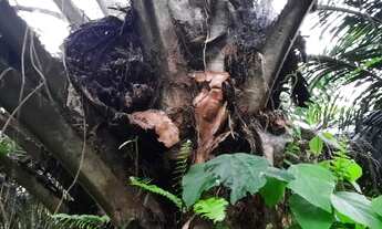 Imagem 4: Fazenda/Sítio/Chácara para venda tem 4500 hectares - Moju - PA