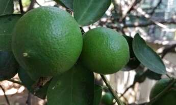 Imagem 7: Casa com 5 dormitórios, 455 m² - venda por R$ 1.625.000,00 ou aluguel por R$ 7.100,00/mês