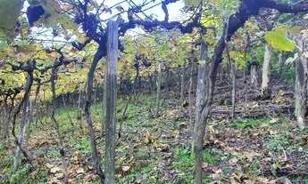 Imagem 6: Área de terra com 14,8 hectares, com casa ampla, sendo 1,59 hectares de videiras