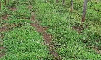 Imagem 7: Chácara em Jaraguari