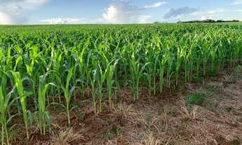 Imagem: Fazenda para Venda em Santa Rita do Tocantins