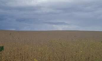 Imagem: Oportunidade! Vende-se uma excelente fazenda