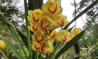 Imagem 7: MAIRINQUE - Chacara - CENTRO