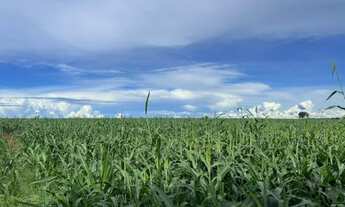 Imagem 6: Fazenda Modelo de 371 Hectares em Acreúna Goiás, Lavoura!!!