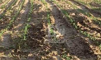 Imagem 6: EXCELENTE Sitio com 30 alqueires na região de Cajuru-SP