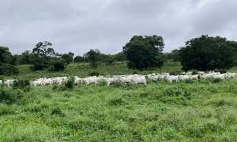 Imagem 5: FAZENDA EM CAMPOS BELOS - GO: Uma oportunidade única!