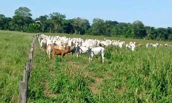 Imagem 3: Fazenda 1994 hectares documentada Cuiabá mt