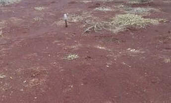 Imagem 5: Recanto Amigos da Natureza Londrina