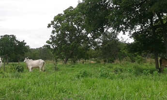Imagem 3: Goias-GO Município Nova Roma Vendo Fazenda