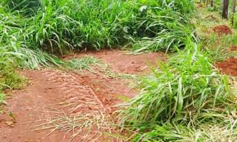 Imagem 8: Fazenda para Engorda de Boi no Sul do Pará